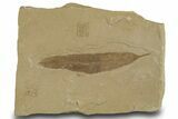 Detailed Fossil Leaf (Populus) - Green River Formation, Utah #334349-1
